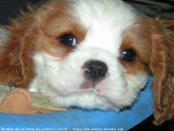 Photo de Cavalier king charles spaniel