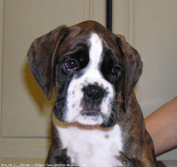 Photo de Boxer