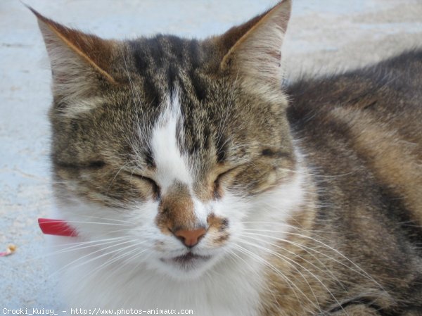 Photo de Chat domestique