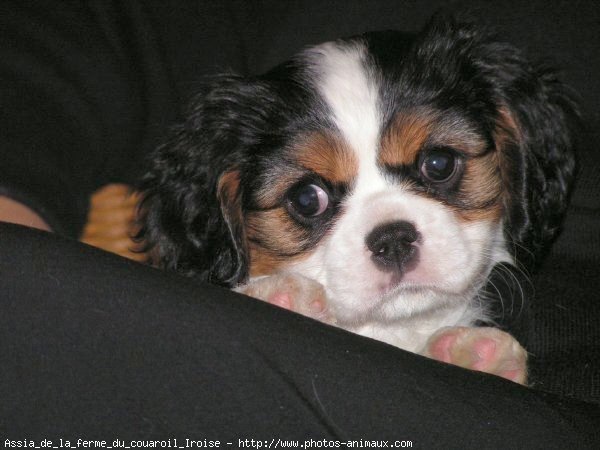 Photo de Cavalier king charles spaniel