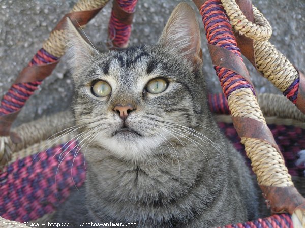 Photo de Chat domestique