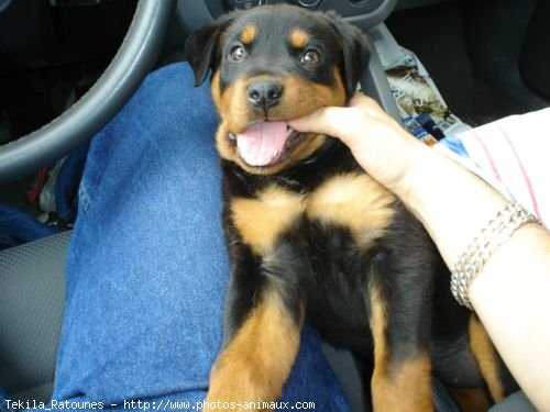 Photo de Rottweiler