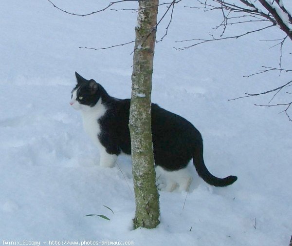 Photo de Chat domestique