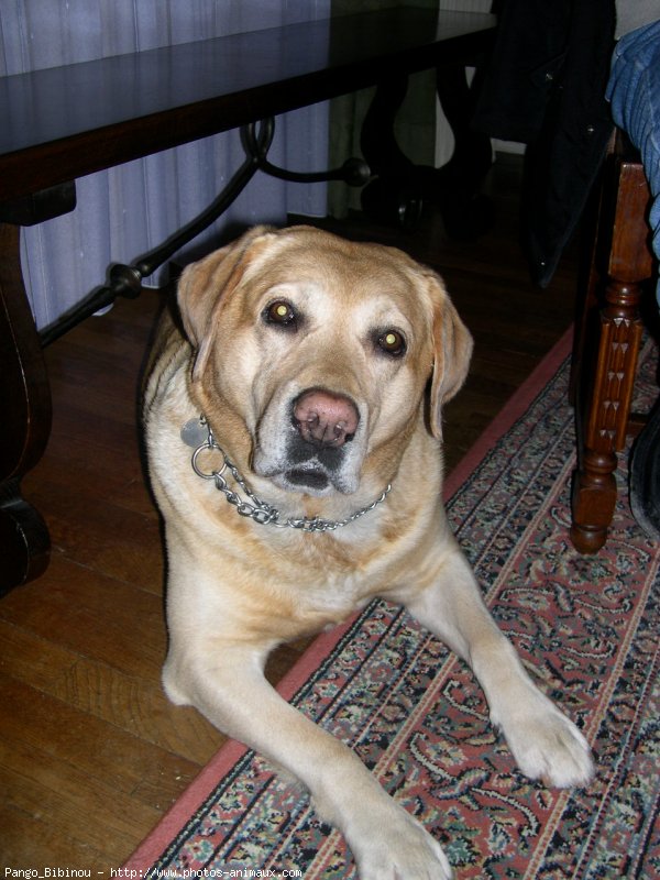 Photo de Labrador retriever