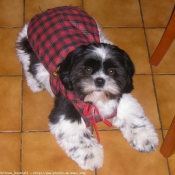 Photo de Shih tzu