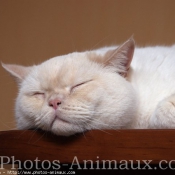 Photo de British shorthair