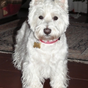 Photo de West highland white terrier