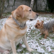 Photo de Labrador retriever