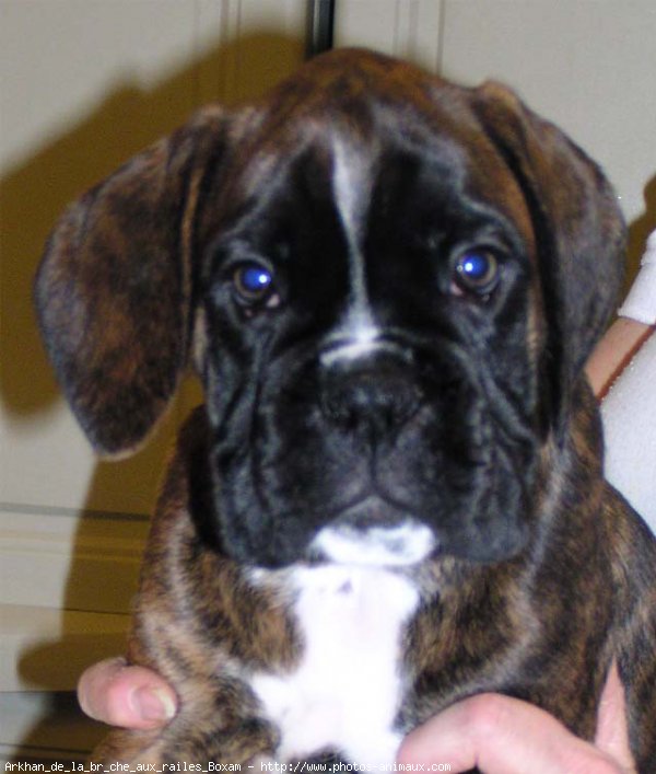 Photo de Boxer