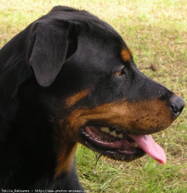 Photo de Rottweiler