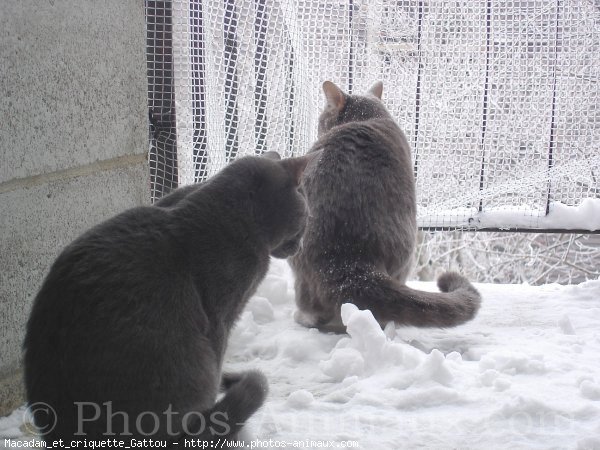 Photo de Chat domestique