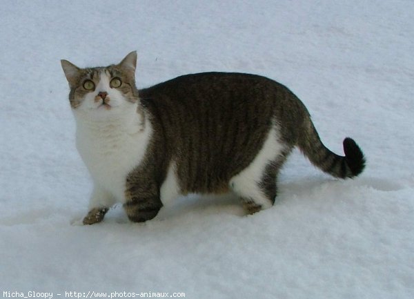 Photo de Chat domestique