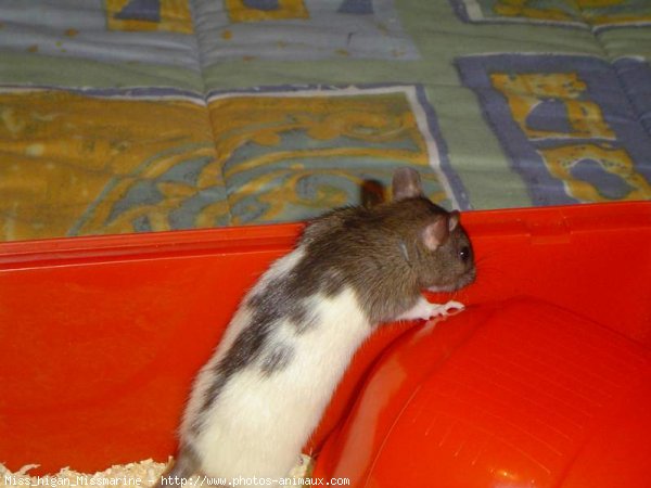 Photo de Rat