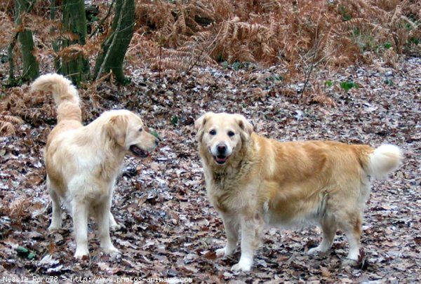 Photo de Golden retriever