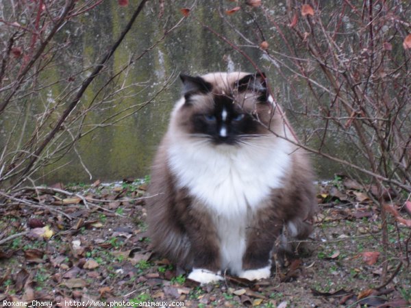 Photo de Ragdoll