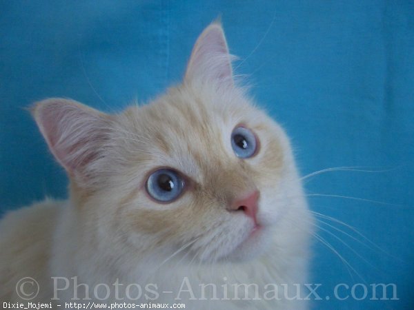 Photo de Ragdoll