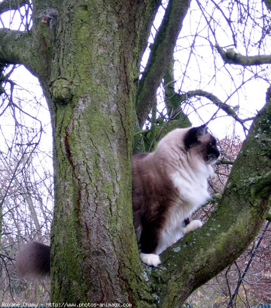 Photo de Ragdoll