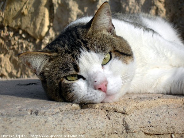 Photo de Chat domestique