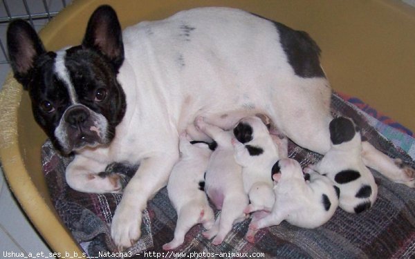 Photo de Bouledogue franais