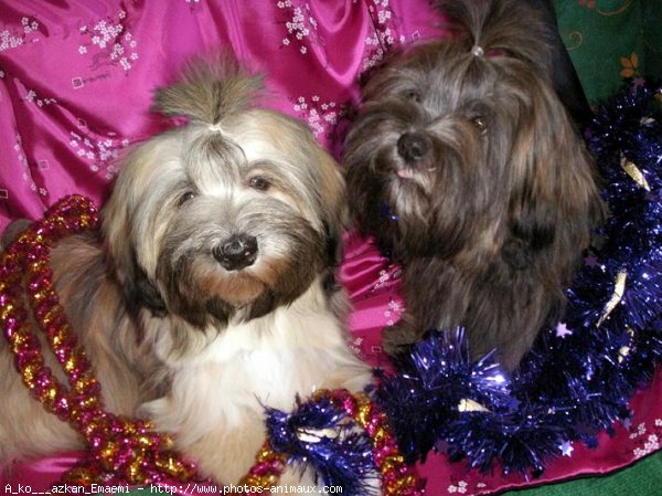 Photo de Lhassa apso