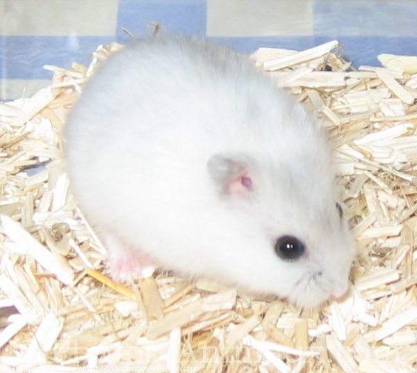 Photo de Hamster