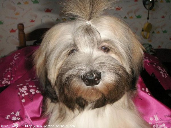 Photo de Lhassa apso