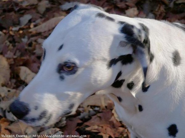 Photo de Dalmatien