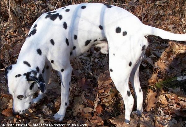 Photo de Dalmatien