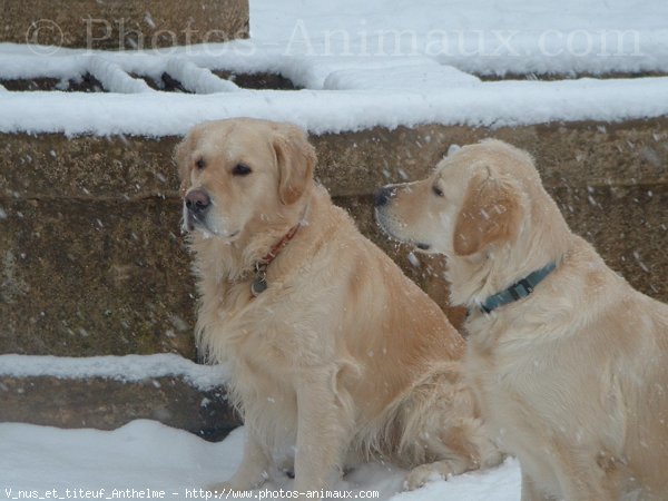 Photo de Golden retriever