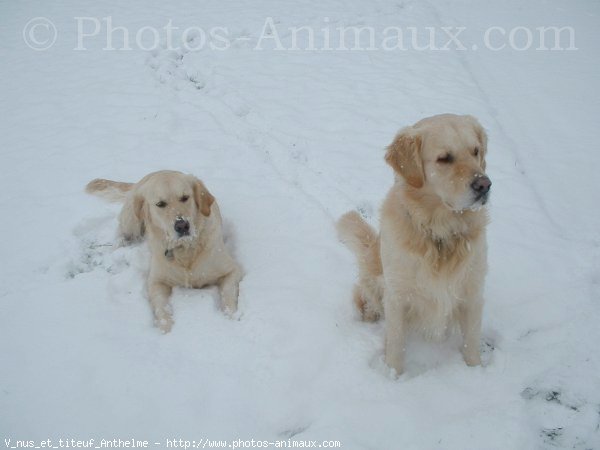 Photo de Golden retriever