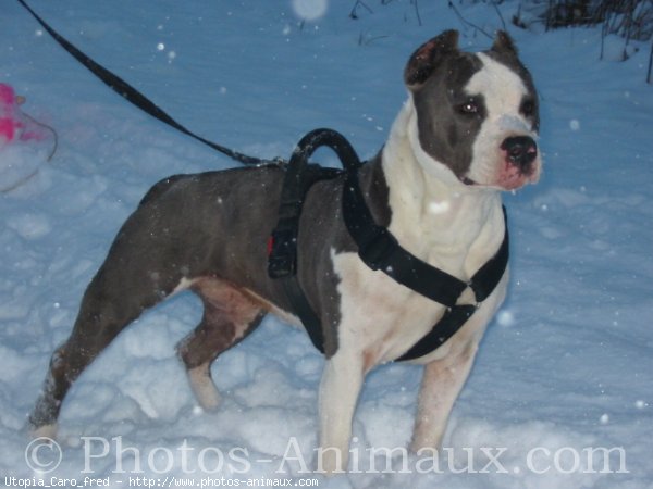 Photo d'American staffordshire terrier