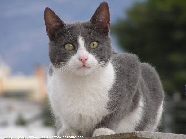 Photo de Chat domestique