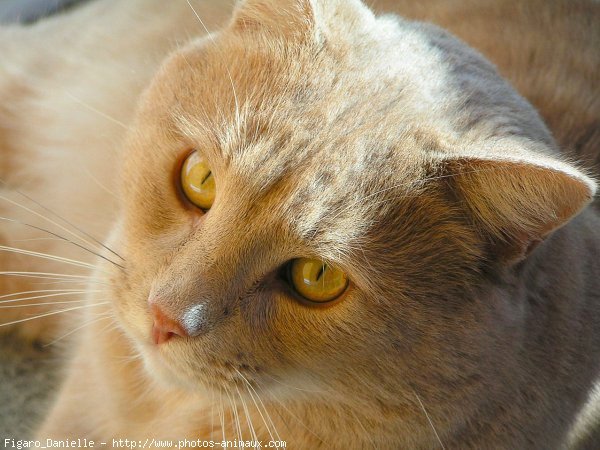 Photo de Chat domestique