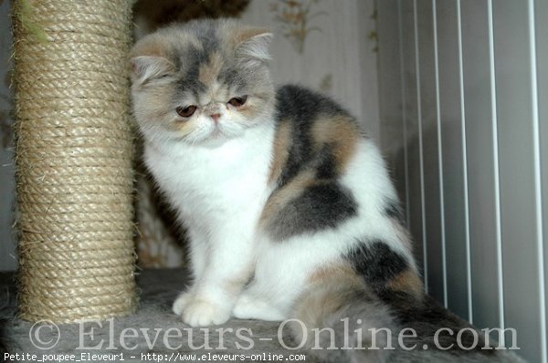 Photo d'Exotic shorthair