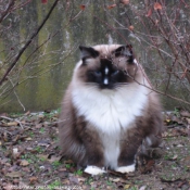 Photo de Ragdoll