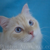 Photo de Ragdoll