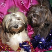 Photo de Lhassa apso