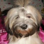 Photo de Lhassa apso