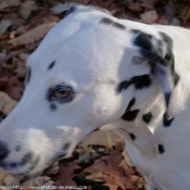 Photo de Dalmatien