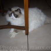 Photo de Ragdoll