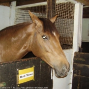 Photo de Races diffrentes