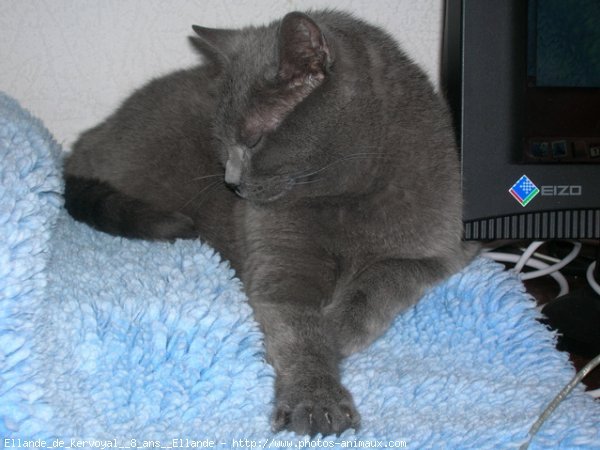 Photo de Chartreux