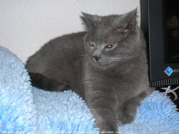 Photo de Chartreux