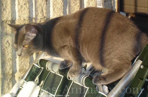 Photo de Chat domestique