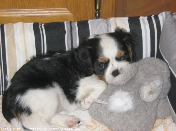 Photo de Cavalier king charles spaniel