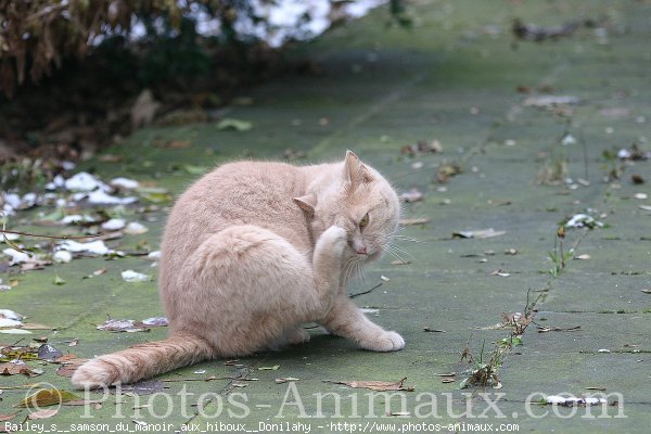 Photo de British shorthair