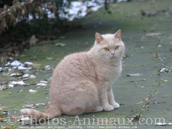 Photo de British shorthair