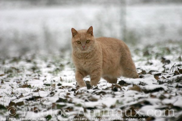 Photo de British shorthair