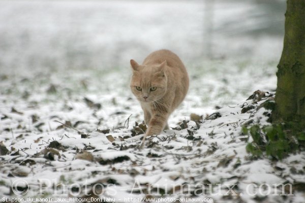 Photo de British shorthair