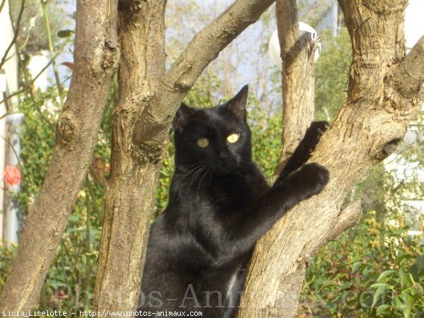 Photo de Chat domestique